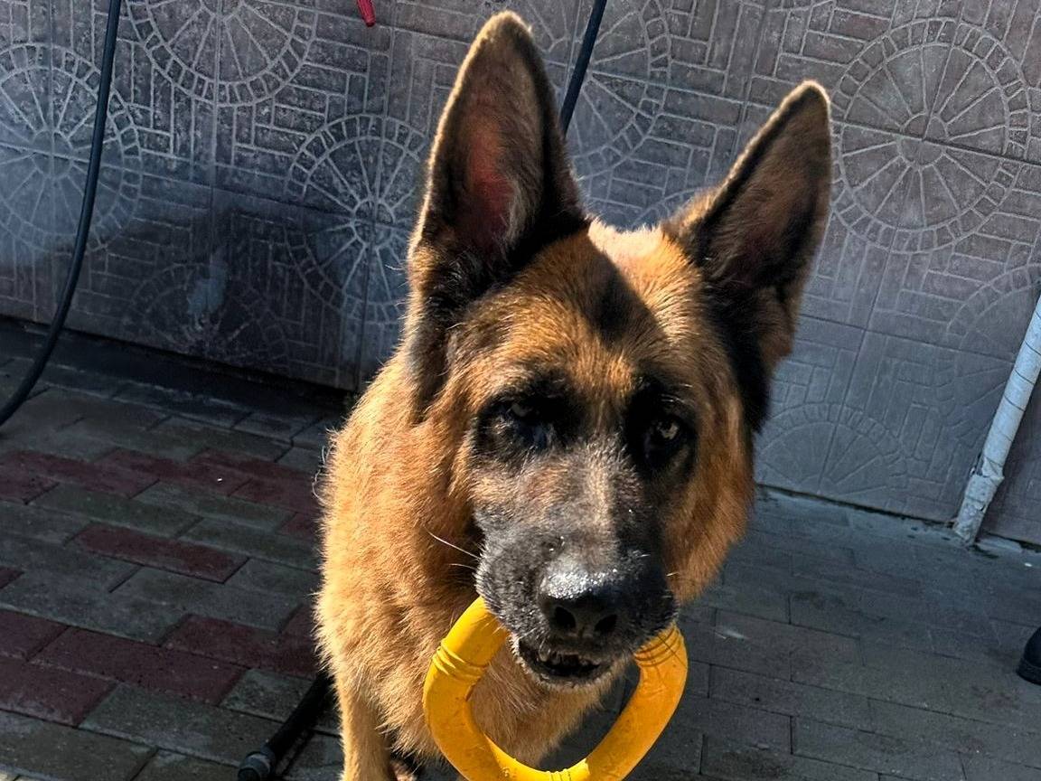 Adozione cane, maschio, Razza sconosciuta Razza sconosciuta, 8 anni e 8 mesi, taglia media, Milano