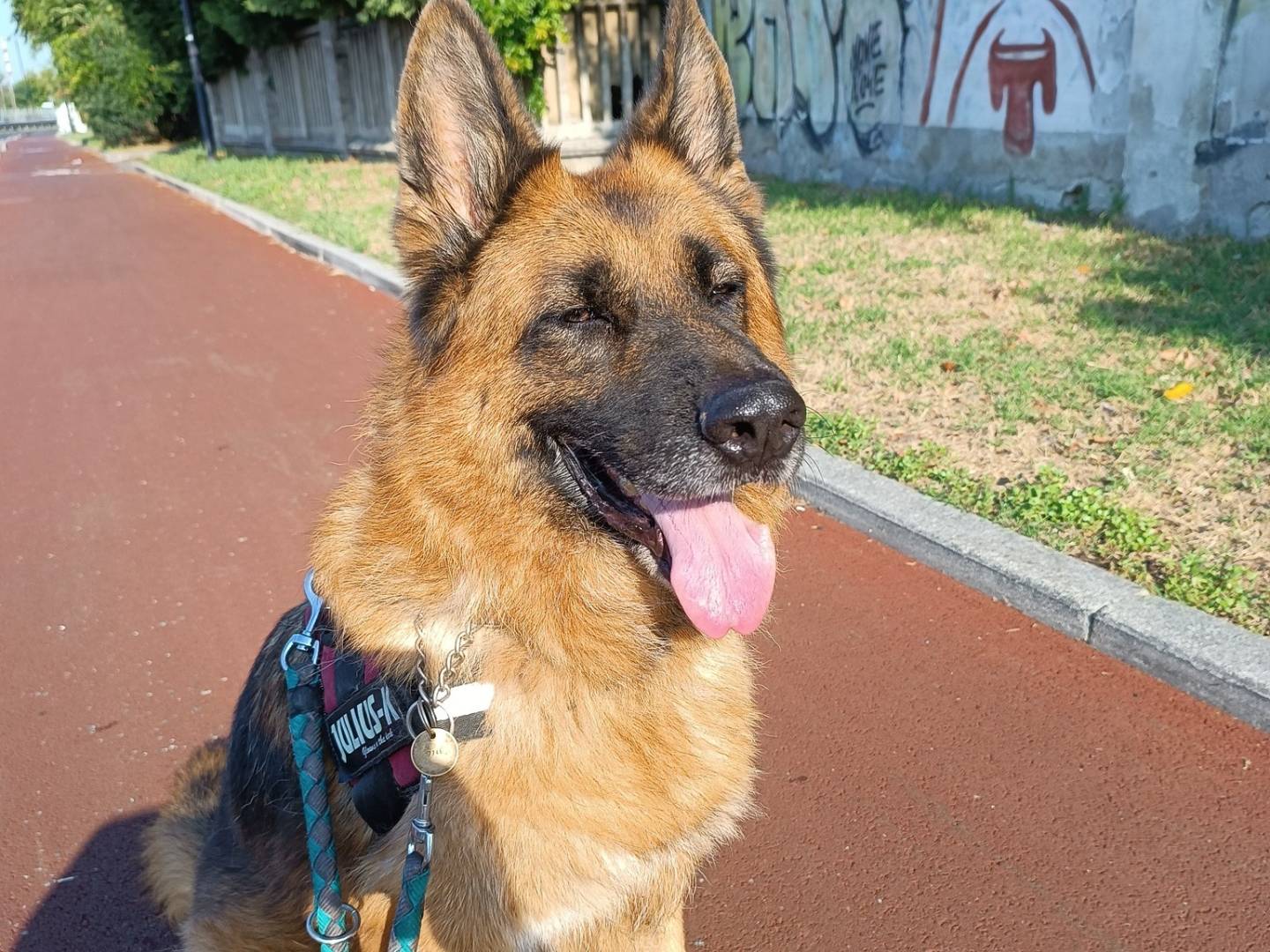 Adotta un cane, maschio, 8 anni e 8 mesi, Milano