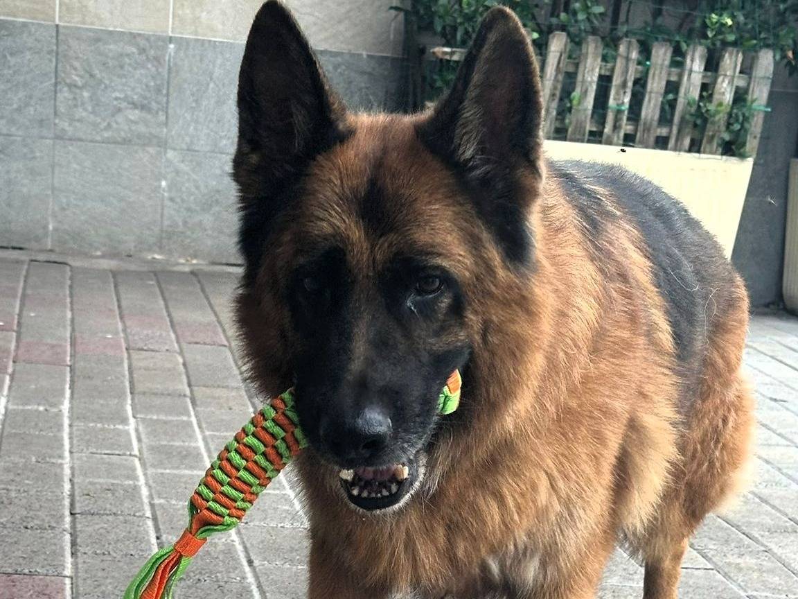 Adotta un cane, taglia media, maschio, Milano