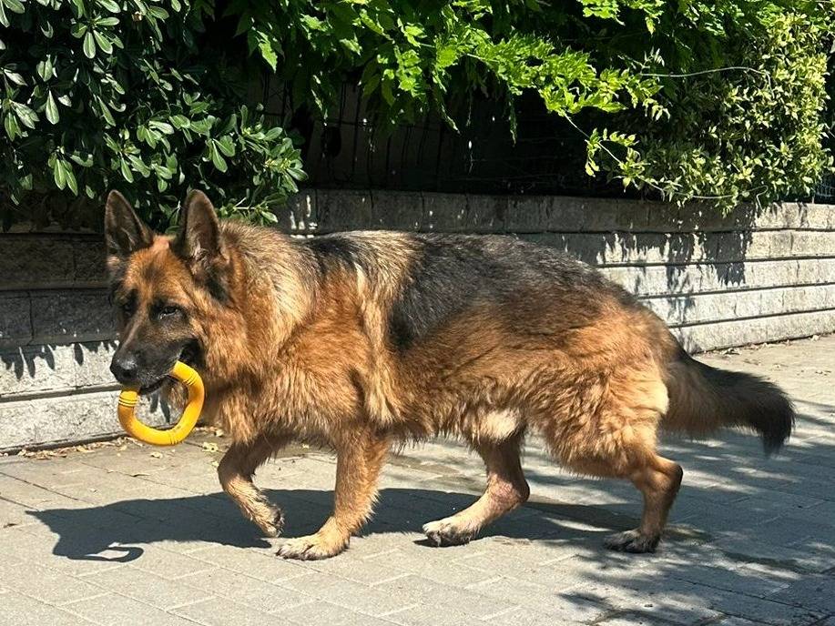 Vuoi adottare un cane a Milano?