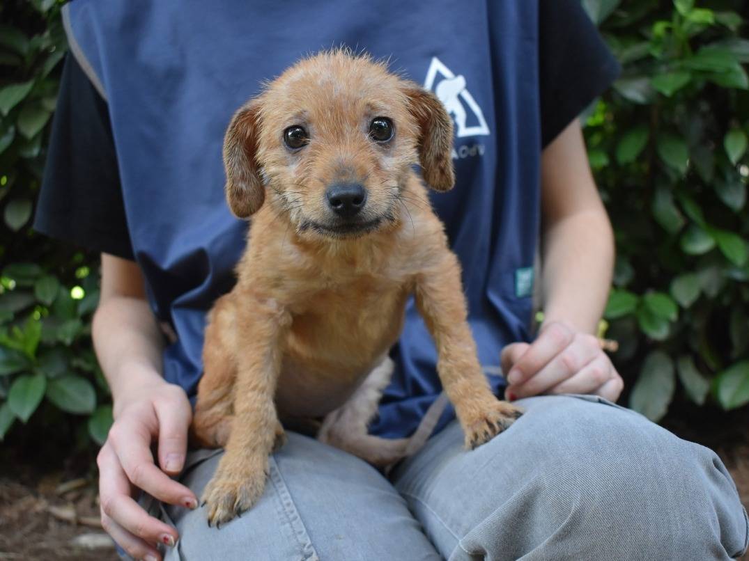 Adozione cane, femmina, Razza sconosciuta Razza sconosciuta, 4 mesi, taglia media contenuta, Roma