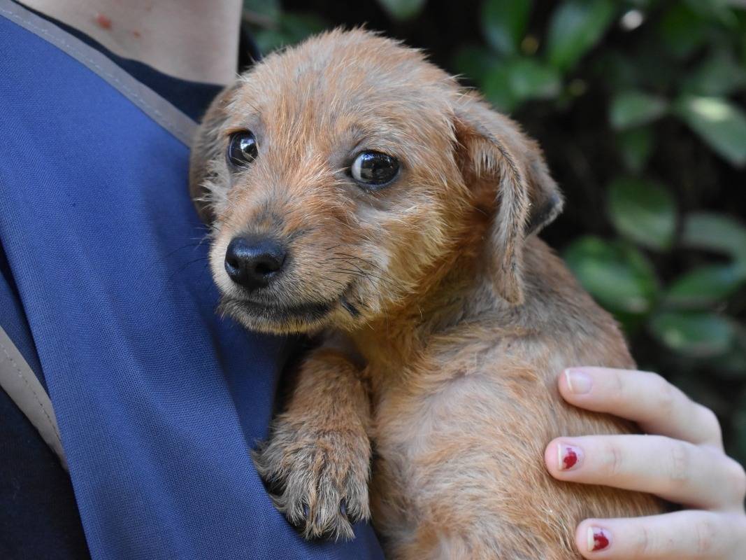 Adotta un cane, femmina, 4 mesi, Roma