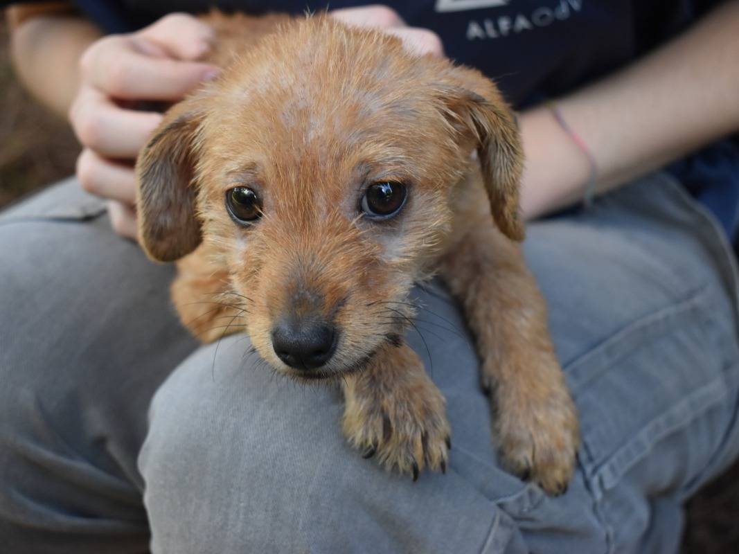 Adotta un cane, taglia media contenuta, femmina, Roma