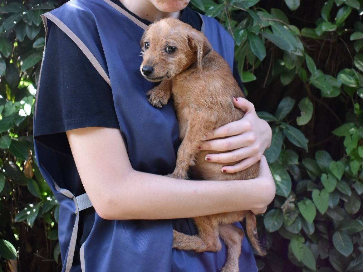 Vuoi adottare un cane a Roma?