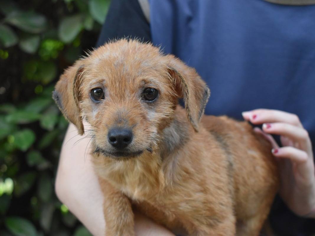 Adotta il cane Yoko a Roma