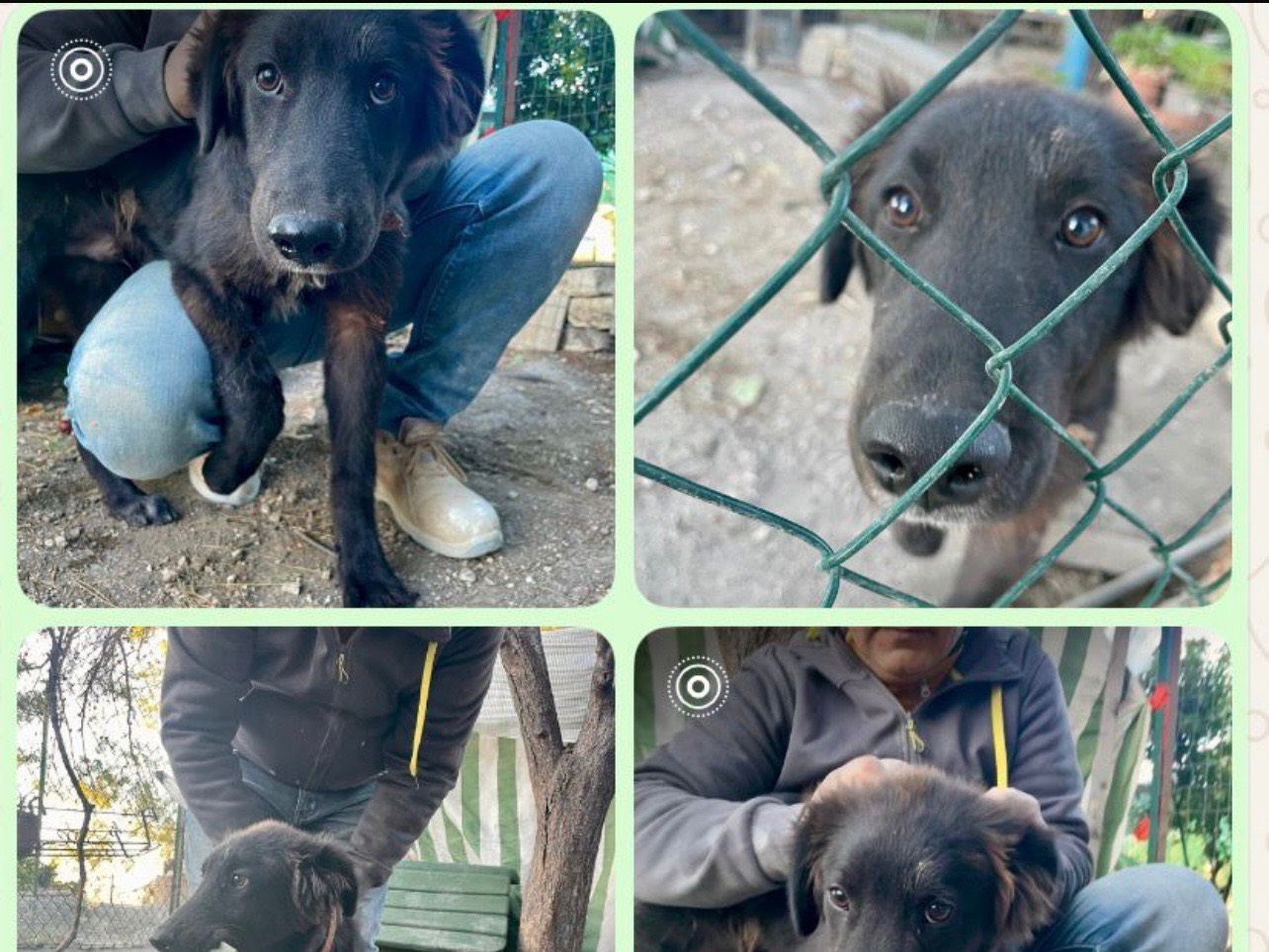 Adozione cane, maschio, Razza sconosciuta Razza sconosciuta, 7 mesi, taglia media, Foggia