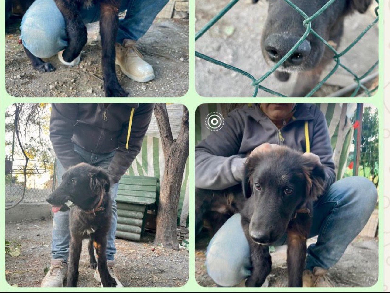 Adotta un cane, maschio, 7 mesi, Foggia