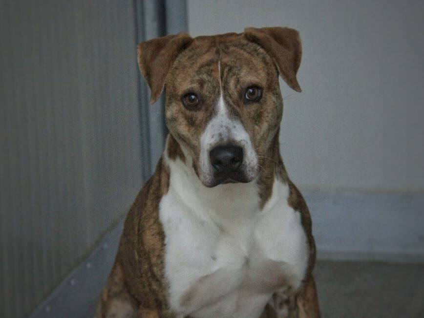 Adozione cane, maschio, Razza sconosciuta Razza sconosciuta, 2 anni e 10 mesi, taglia grande, Lodi
