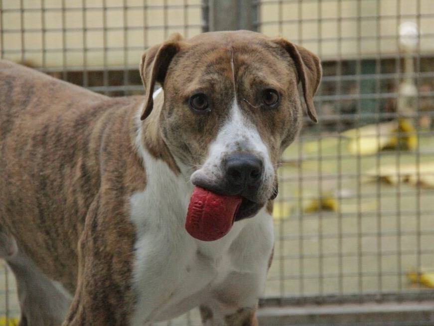 Adotta un cane, maschio, 2 anni e 10 mesi, Lodi