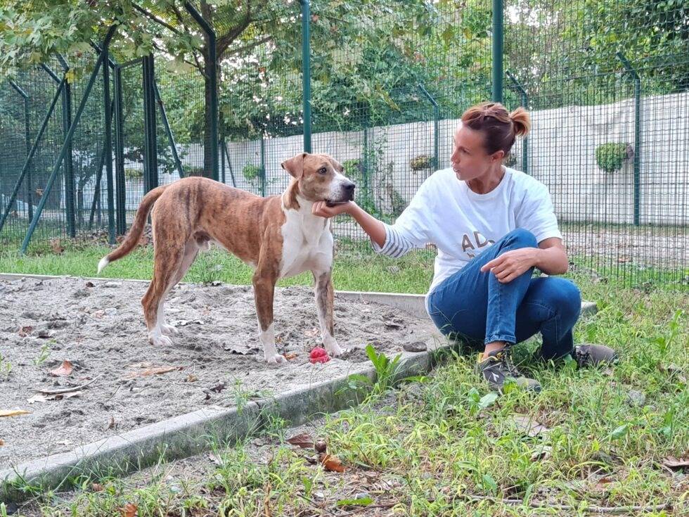 Vuoi adottare un cane a Lodi?