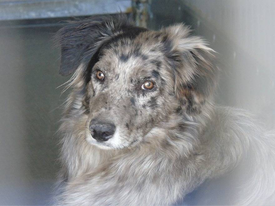 Adozione cane, maschio, Razza sconosciuta Razza sconosciuta, 3 anni e 10 mesi, taglia media, Lodi