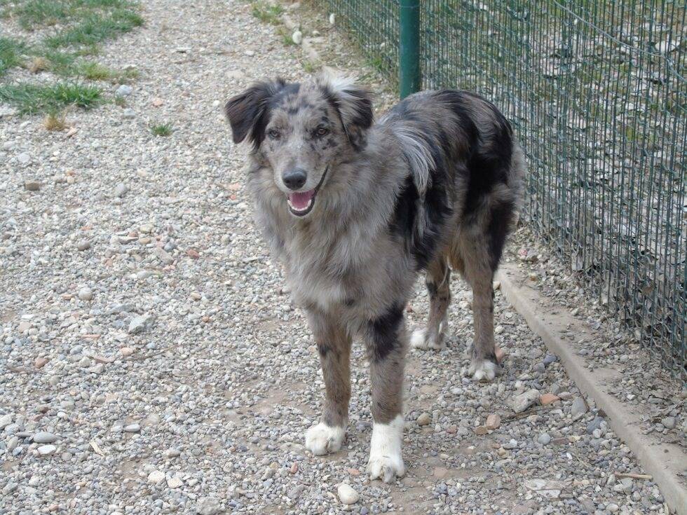Adotta un cane, maschio, 3 anni e 10 mesi, Lodi