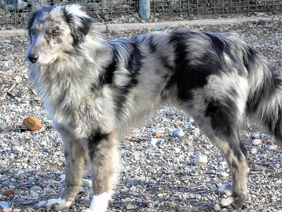 Adotta un cane, taglia media, maschio, Lodi
