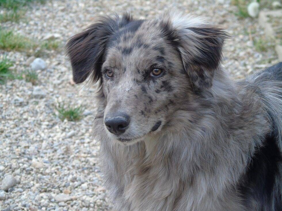 Adotta il cane PALLO a Lodi