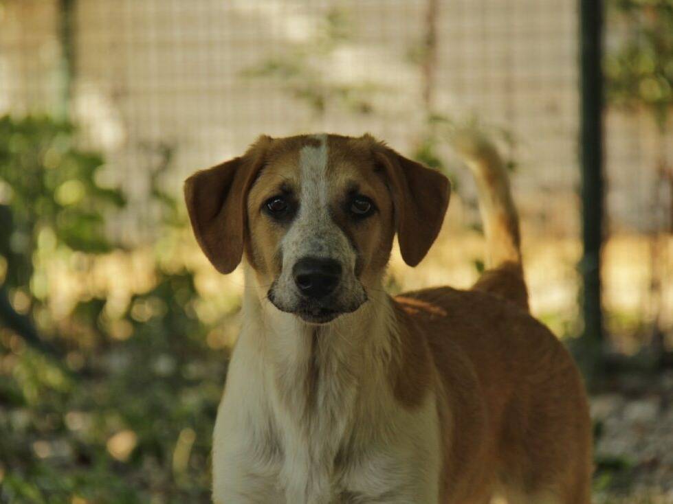 Adozione cane, maschio, Razza sconosciuta Razza sconosciuta, 9 mesi, taglia media contenuta, Lodi