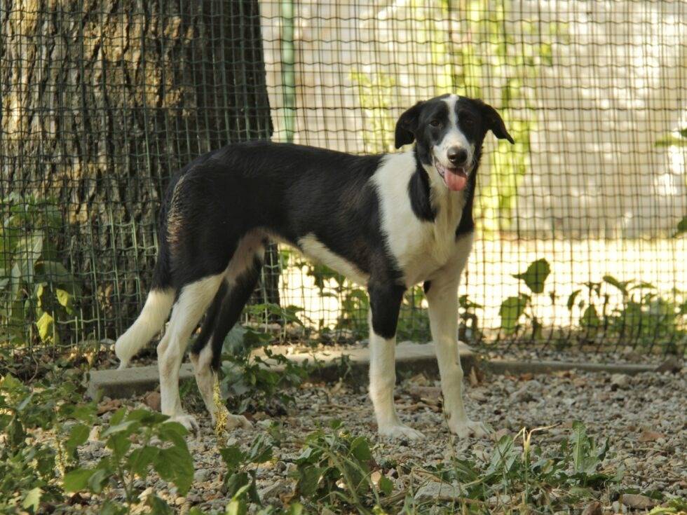 Foto 3 dell'animale