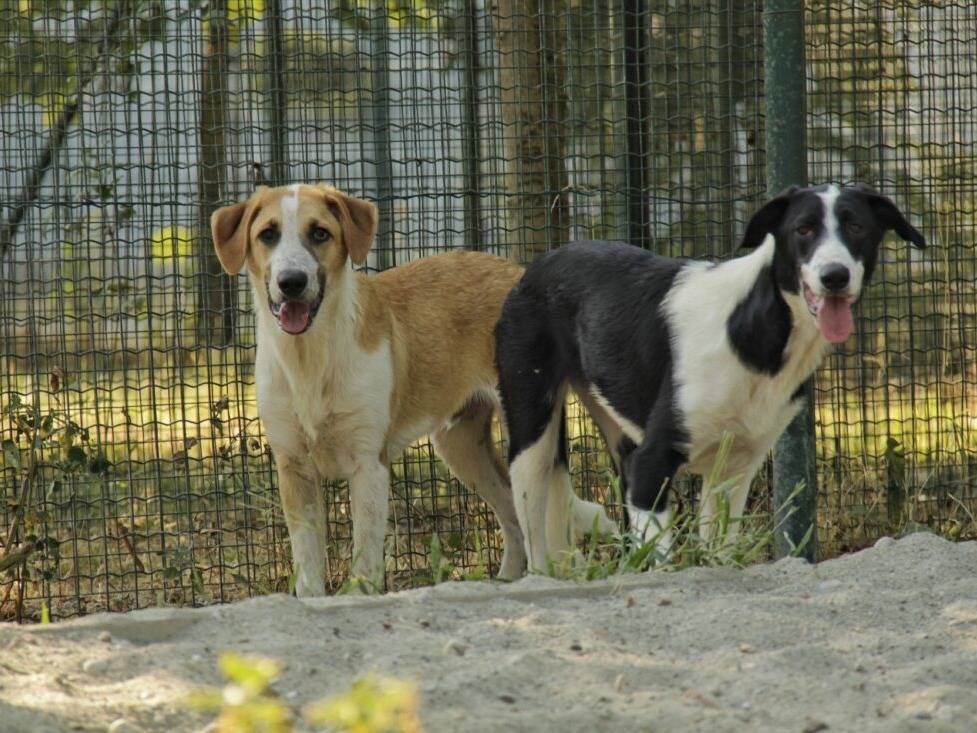 Vuoi adottare un cane a Lodi?