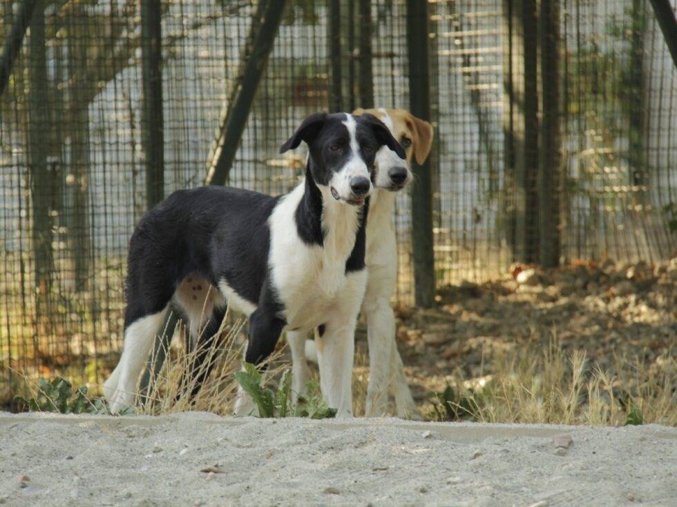Adotta il cane SOARA a Lodi