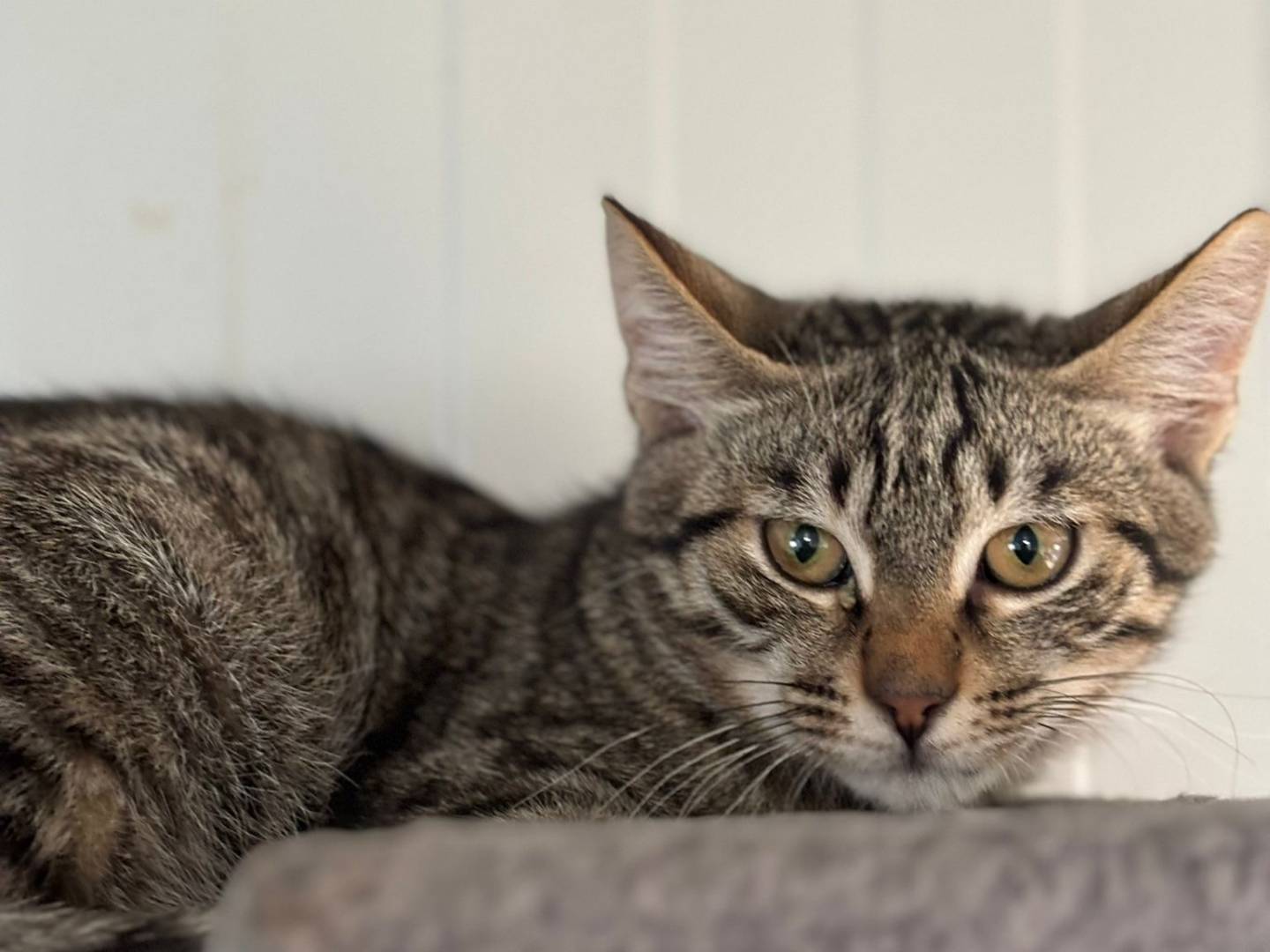 Adozione gatto, maschio, Razza sconosciuta Razza sconosciuta, 6 mesi, taglia non valida, Pisa