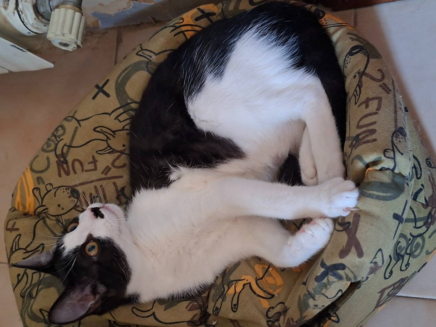 Adozione gatto, femmina, Razza sconosciuta Razza sconosciuta, 5 mesi, taglia non valida, Piacenza