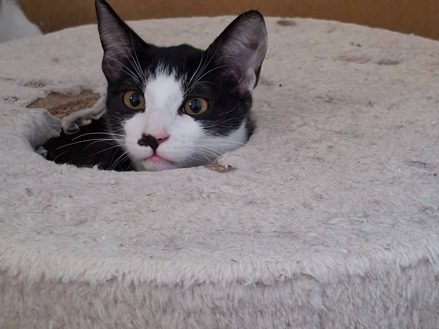 Adotta un gatto, femmina, 5 mesi, Piacenza