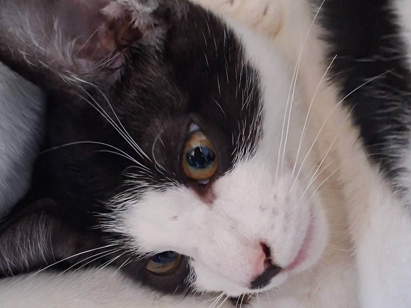 Adotta un gatto, taglia non valida, femmina, Piacenza