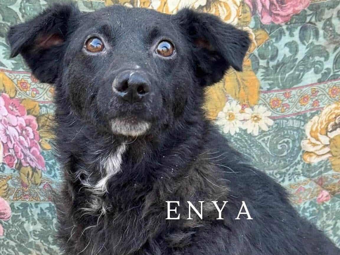Adozione cane, femmina, Razza sconosciuta Razza sconosciuta, 2 anni e 9 mesi, taglia media contenuta, Firenze