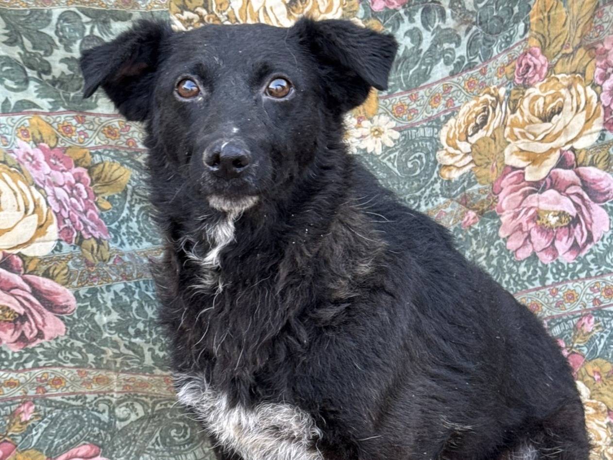 Adotta un cane, femmina, 2 anni e 9 mesi, Firenze