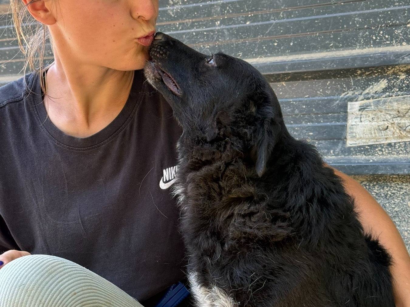 Vuoi adottare un cane a Firenze?