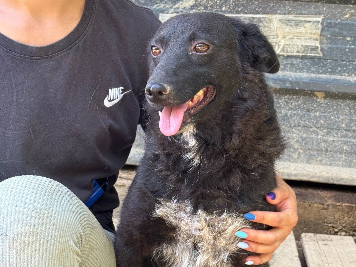 Adotta il cane ENYA a Firenze