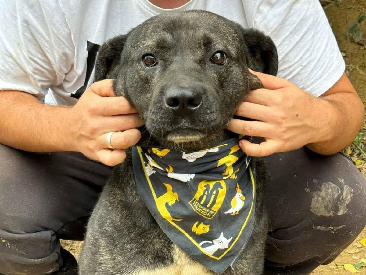 Adozione cane, maschio, Razza sconosciuta Razza sconosciuta, 4 anni e 9 mesi, taglia grande, Firenze