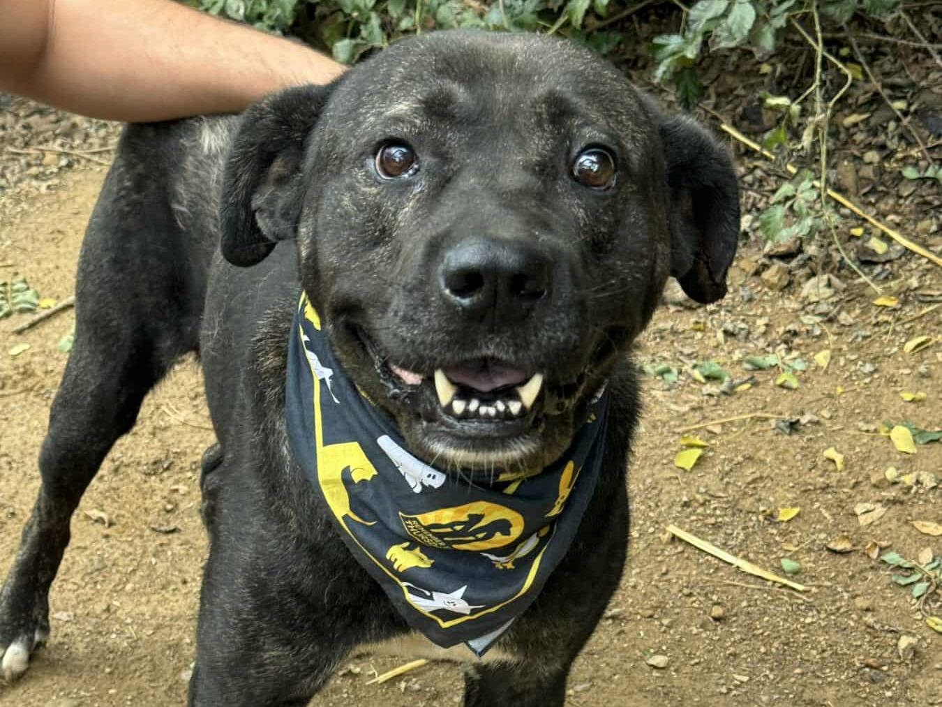 Adotta un cane, taglia grande, maschio, Firenze