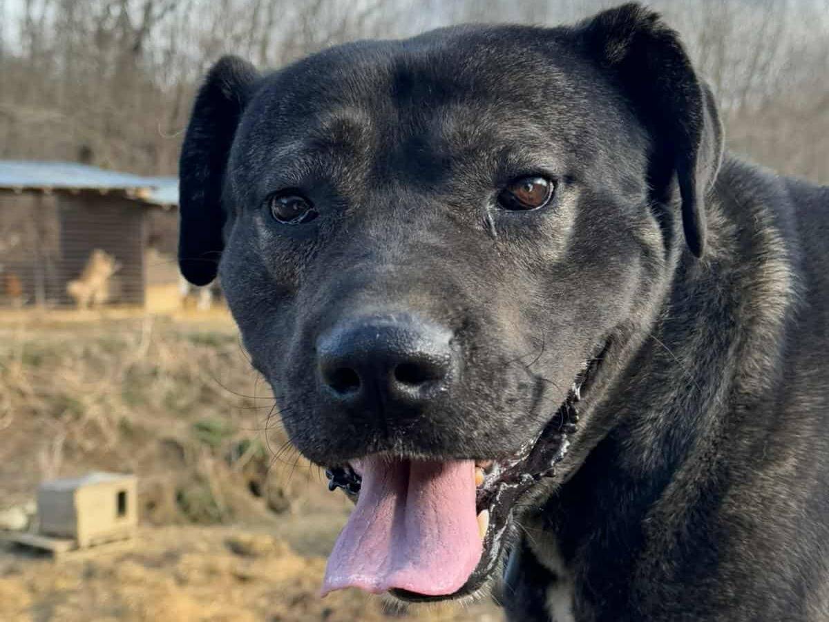 Vuoi adottare un cane a Firenze?