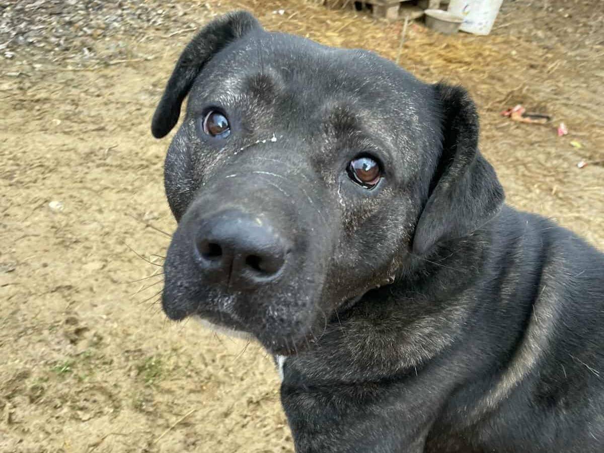 Adotta il cane HERCULES a Firenze