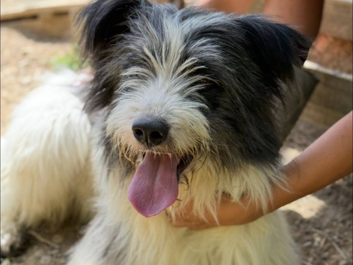 Adozione cane, maschio, Razza sconosciuta Razza sconosciuta, 3 anni e 1 mese, taglia media, Firenze