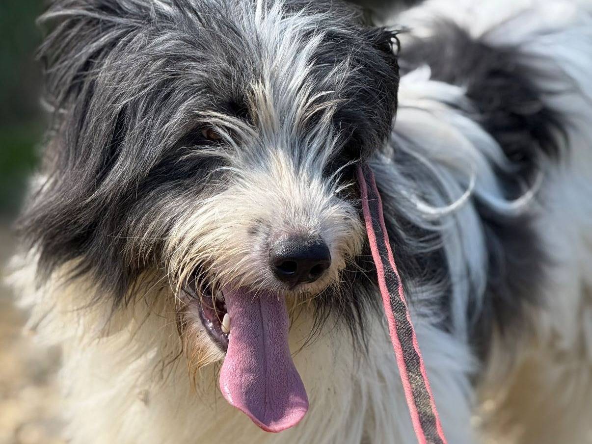 Adotta un cane, maschio, 3 anni e 1 mese, Firenze