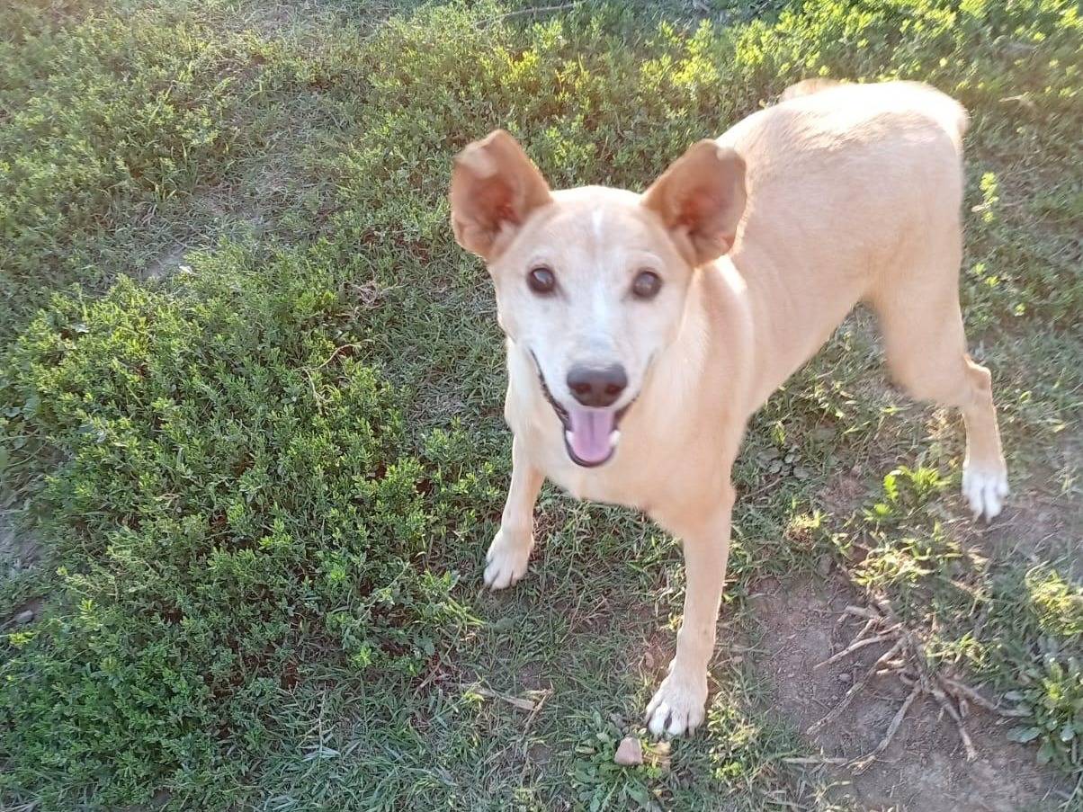 Adozione cane, maschio, Razza sconosciuta Razza sconosciuta, 9 anni e 6 mesi, taglia media contenuta, Venezia