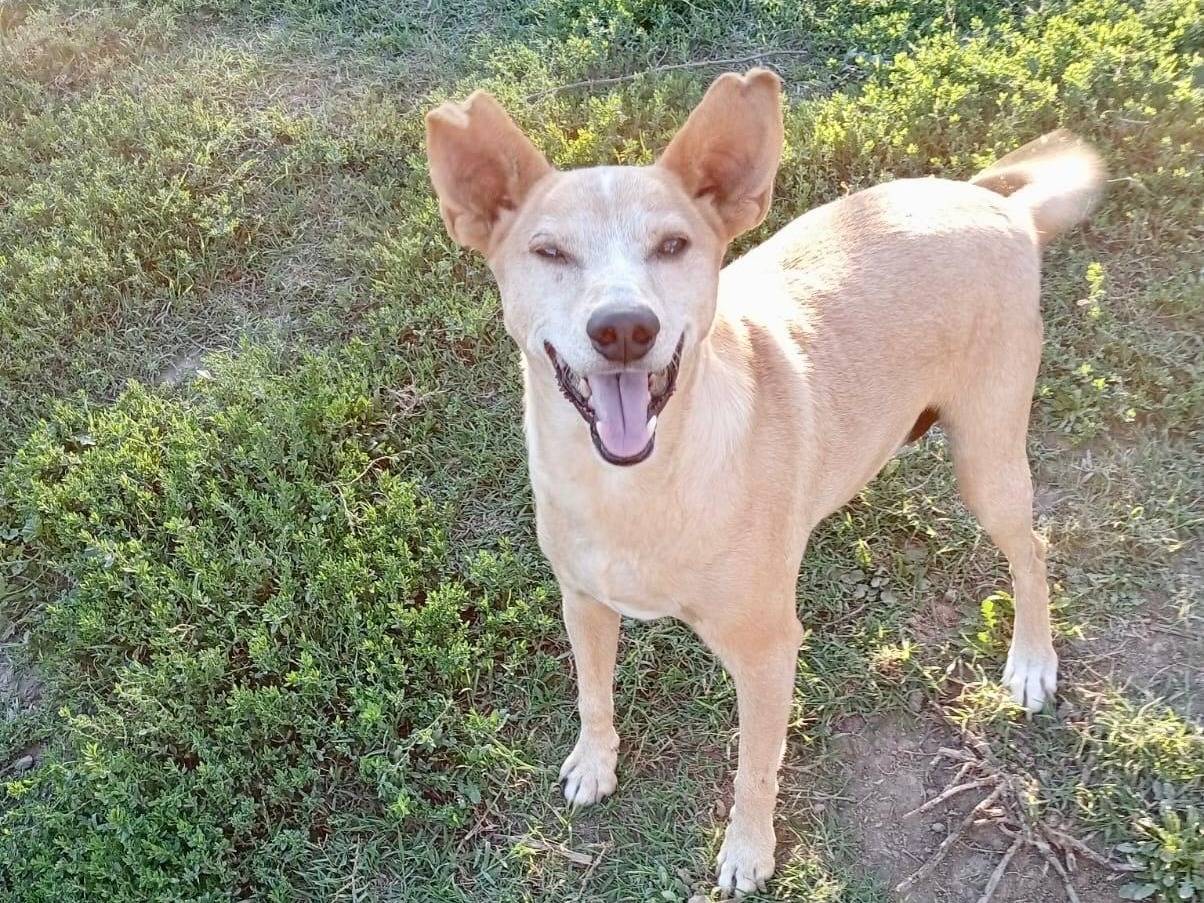 Adotta un cane, maschio, 9 anni e 6 mesi, Venezia