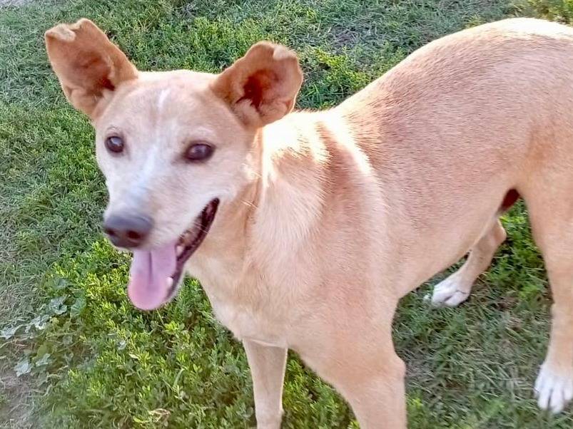 Adotta un cane, taglia media contenuta, maschio, Venezia