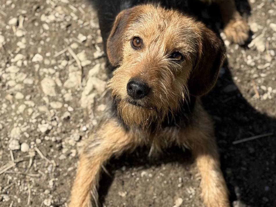 Adozione cane, femmina, Spinone Razza sconosciuta, 1 anno e 4 mesi, taglia media contenuta, Firenze