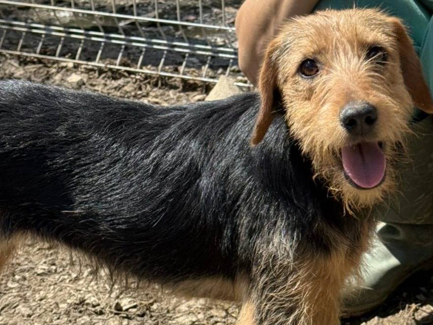 Adotta un cane, femmina, 1 anno e 4 mesi, Firenze