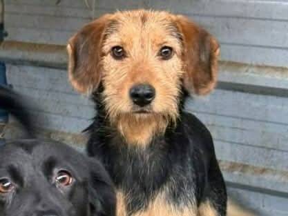 Adotta un cane, taglia media contenuta, femmina, Firenze