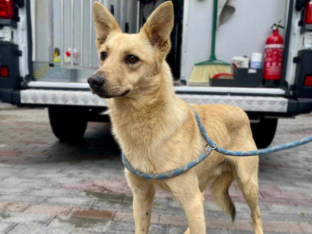 Adozione cane, maschio, Razza sconosciuta Razza sconosciuta, 1 anno e 11 mesi, taglia media, Milano