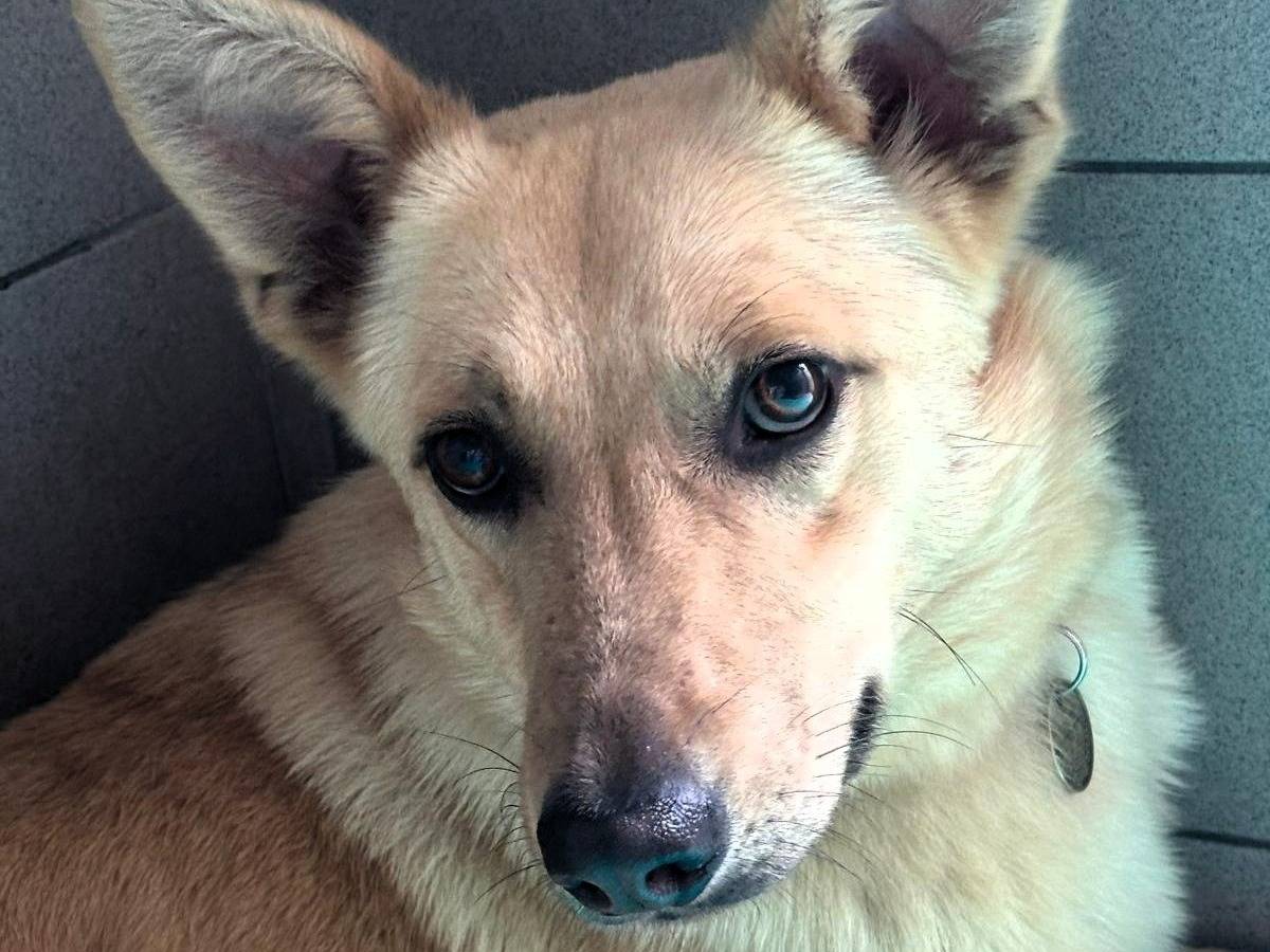 Adotta un cane, maschio, 1 anno e 11 mesi, Milano