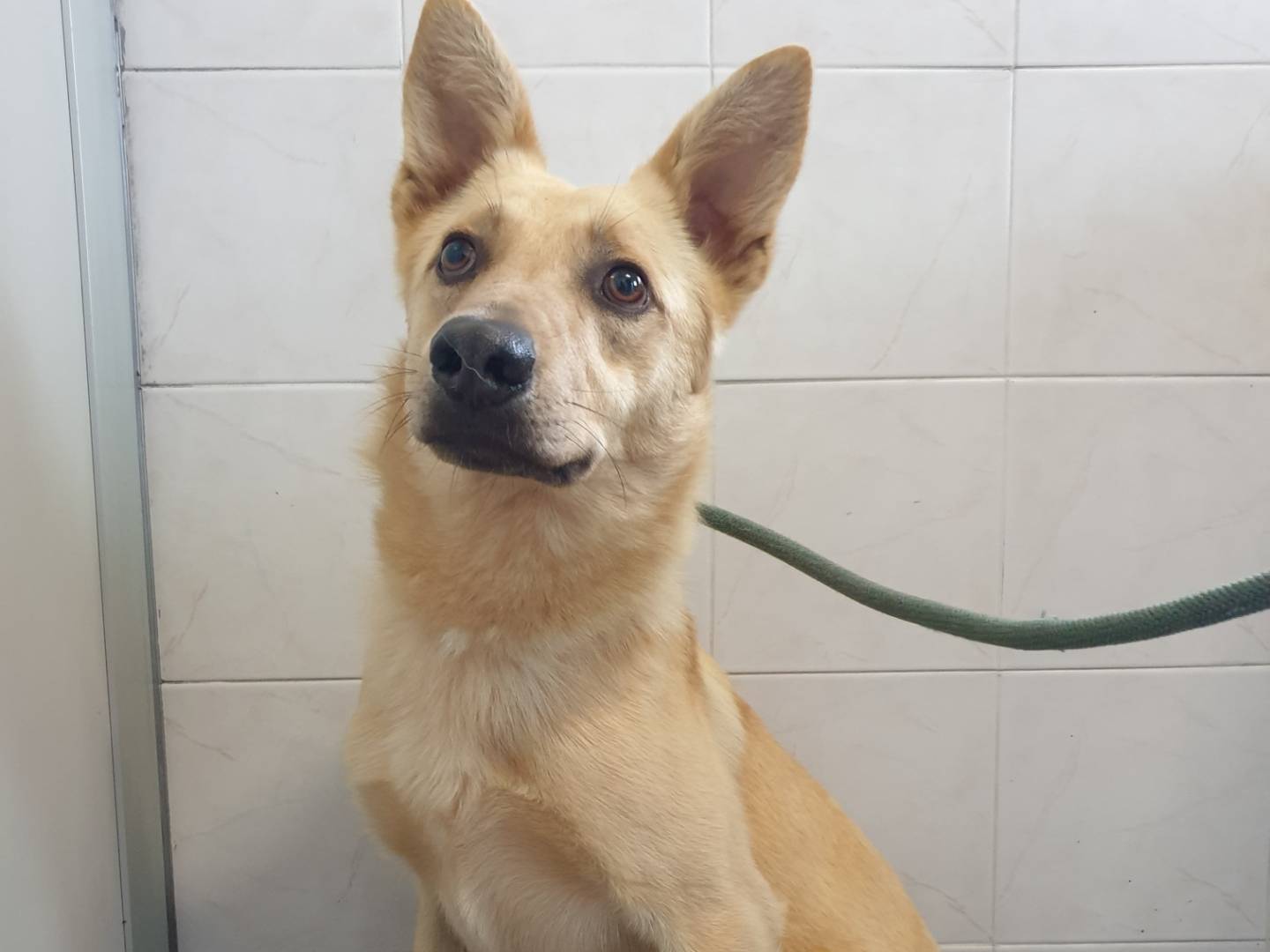 Adotta un cane, taglia media, maschio, Milano