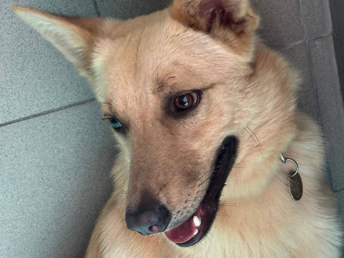Vuoi adottare un cane a Milano?