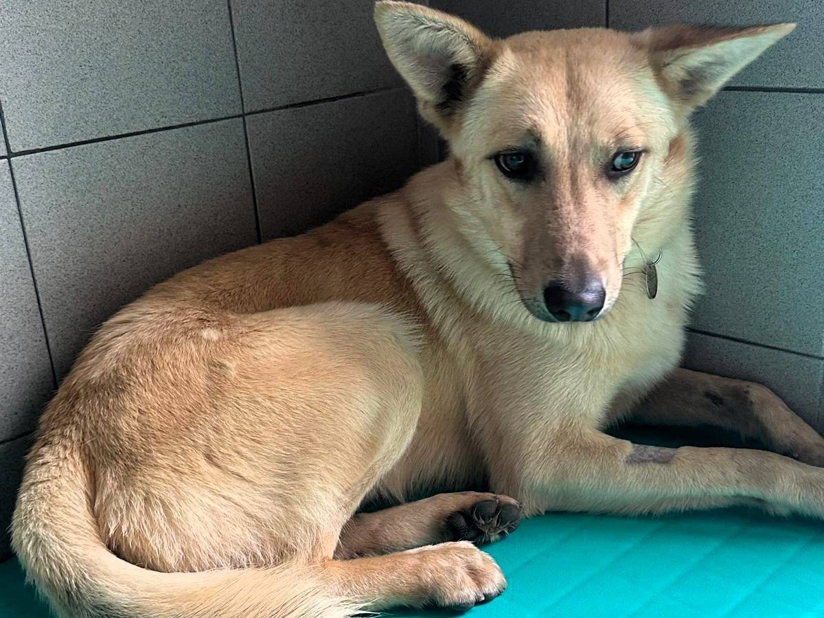 Adotta il cane Manuel a Milano