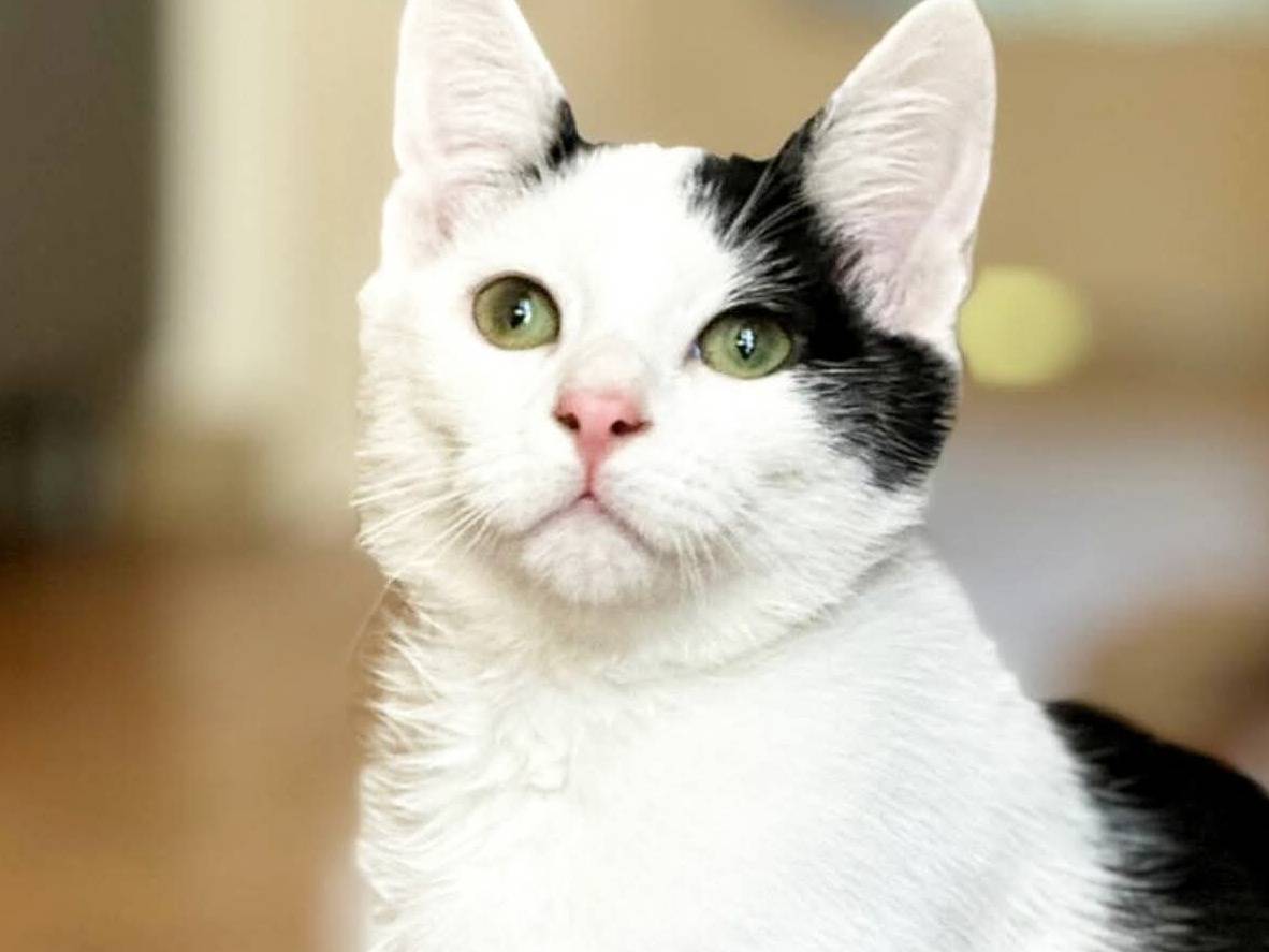 Adotta un gatto, maschio, 5 mesi, Torino