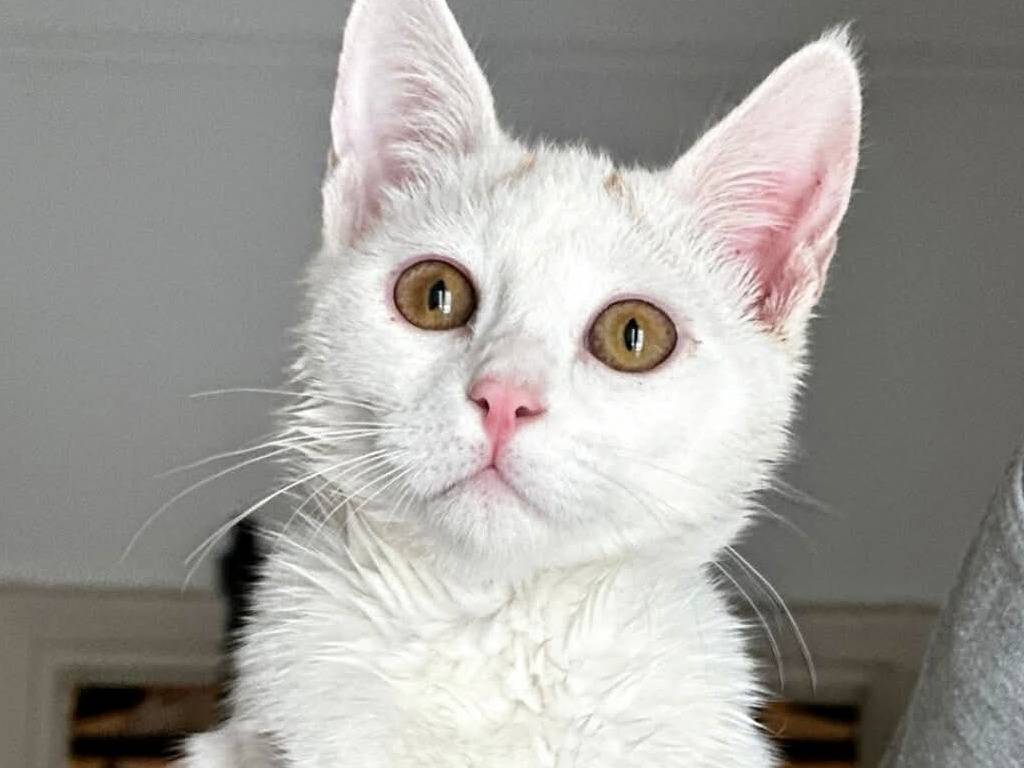 Adotta un gatto, taglia non valida, maschio, Torino