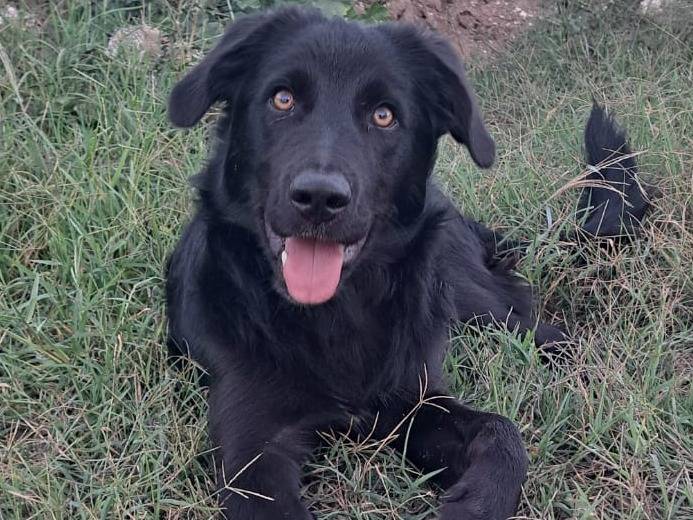 Adozione cane, maschio, Razza sconosciuta Razza sconosciuta, 5 mesi, taglia media, Varese